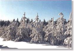 Märchenhafter Winterwald