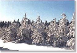 Winterwood