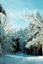 Winterwood