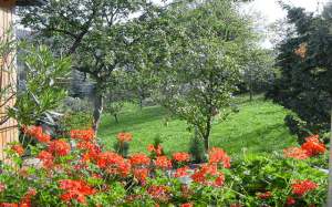 Blick in den Garten